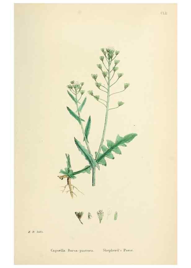 Reproducción/Reproduction 48717357347: English botany, or, Coloured figures of British plants /. London :R. Hardwicke,1863-1886.. 