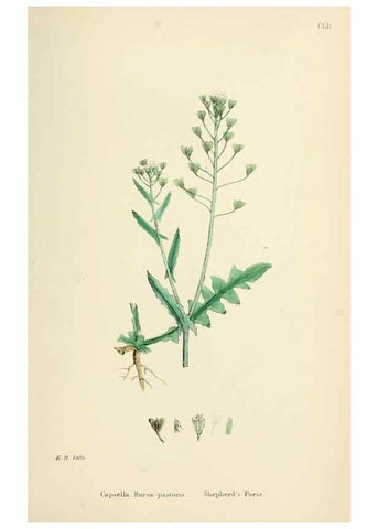 Reproducción/Reproduction 48717357347: English botany, or, Coloured figures of British plants /. London :R. Hardwicke,1863-1886.. 