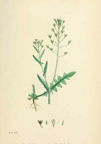 Reproducción/Reproduction 48717357347: English botany, or, Coloured figures of British plants /. London :R. Hardwicke,1863-1886.. 