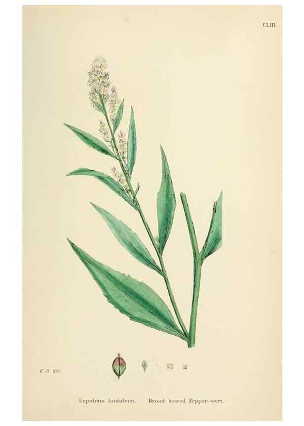 Reproducción/Reproduction 48717357762: English botany, or, Coloured figures of British plants /. London :R. Hardwicke,1863-1886.. 
