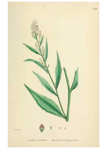 Reproducción/Reproduction 48717357762: English botany, or, Coloured figures of British plants /. London :R. Hardwicke,1863-1886.. 