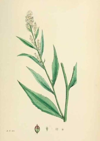 Reproducción/Reproduction 48717357762: English botany, or, Coloured figures of British plants /. London :R. Hardwicke,1863-1886.. 