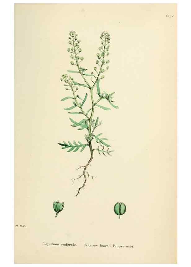 Reproducción/Reproduction 48716850933: English botany, or, Coloured figures of British plants /. London :R. Hardwicke,1863-1886.. 