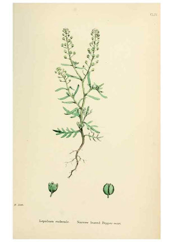 Reproducción/Reproduction 48716850933: English botany, or, Coloured figures of British plants /. London :R. Hardwicke,1863-1886.. 