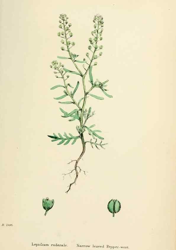 Reproducción/Reproduction 48716850933: English botany, or, Coloured figures of British plants /. London :R. Hardwicke,1863-1886.. 