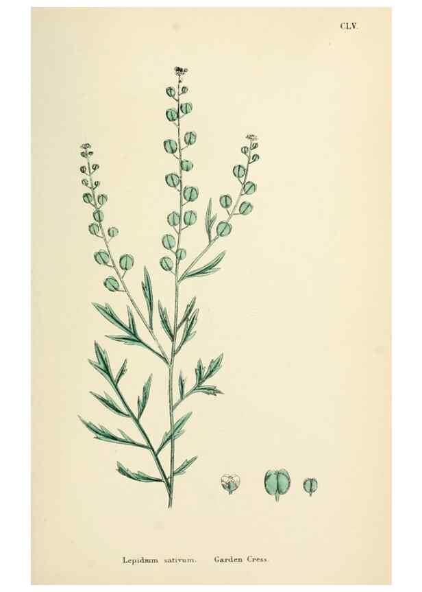 Reproducción/Reproduction 48716851223: English botany, or, Coloured figures of British plants /. London :R. Hardwicke,1863-1886.. 