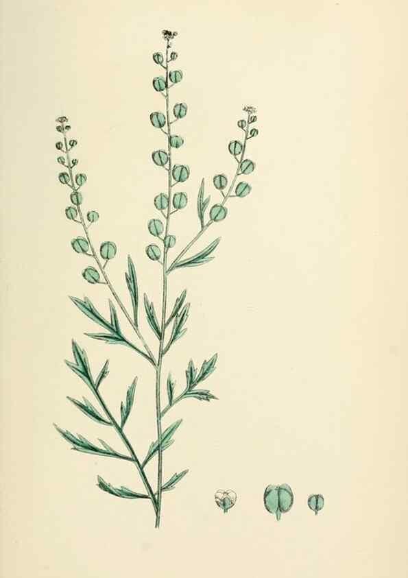 Reproducción/Reproduction 48716851223: English botany, or, Coloured figures of British plants /. London :R. Hardwicke,1863-1886.. 