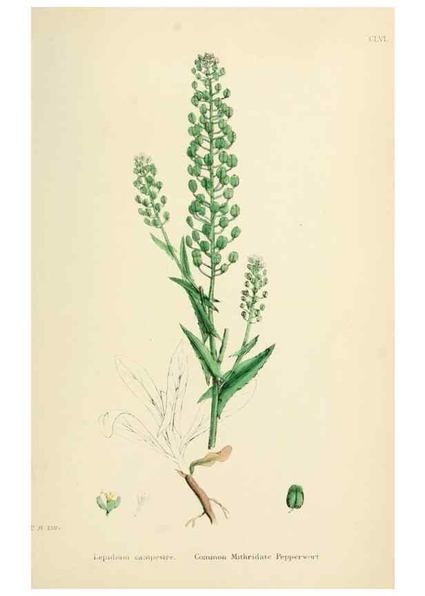 Reproducción/Reproduction 48717187541: English botany, or, Coloured figures of British plants /. London :R. Hardwicke,1863-1886.. 