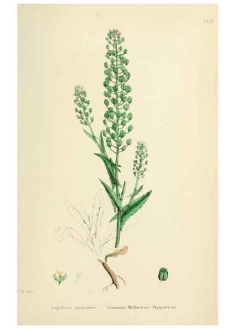 Reproducción/Reproduction 48717187541: English botany, or, Coloured figures of British plants /. London :R. Hardwicke,1863-1886.. 