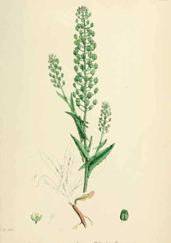 Reproducción/Reproduction 48717187541: English botany, or, Coloured figures of British plants /. London :R. Hardwicke,1863-1886.. 