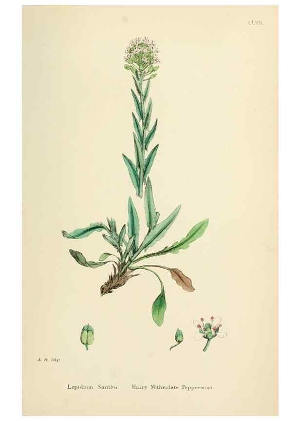 Reproducción/Reproduction 48717359177: English botany, or, Coloured figures of British plants /. London :R. Hardwicke,1863-1886.. 