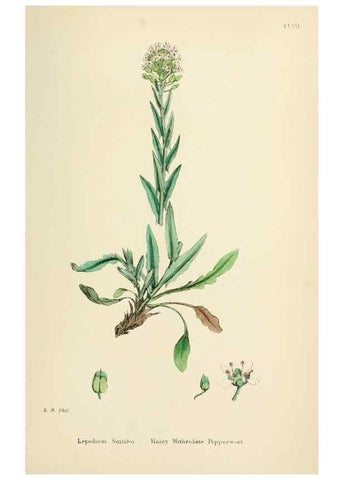 Reproducción/Reproduction 48717359177: English botany, or, Coloured figures of British plants /. London :R. Hardwicke,1863-1886.. 