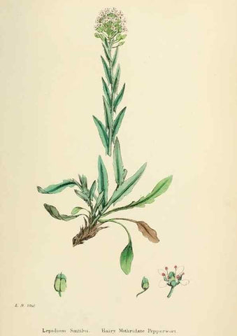 Reproducción/Reproduction 48717359177: English botany, or, Coloured figures of British plants /. London :R. Hardwicke,1863-1886.. 