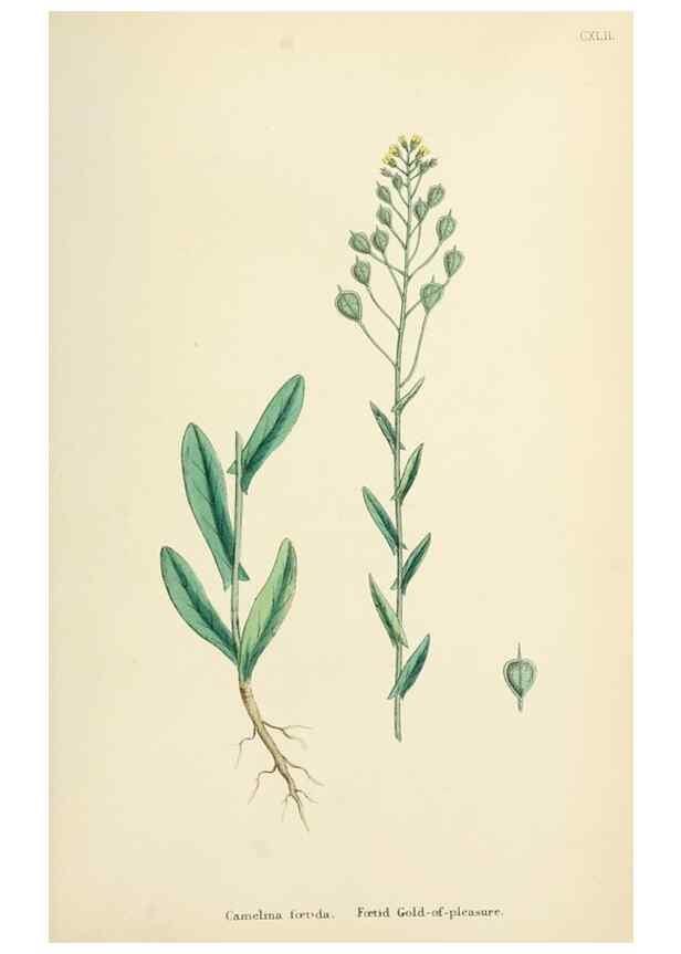 Reproducción/Reproduction 48717182401: English botany, or, Coloured figures of British plants /. London :R. Hardwicke,1863-1886.. 