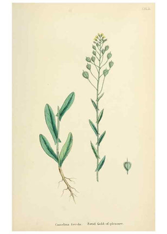 Reproducción/Reproduction 48717182401: English botany, or, Coloured figures of British plants /. London :R. Hardwicke,1863-1886.. 