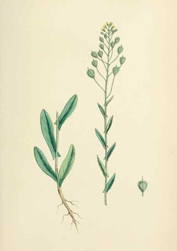 Reproducción/Reproduction 48717182401: English botany, or, Coloured figures of British plants /. London :R. Hardwicke,1863-1886.. 