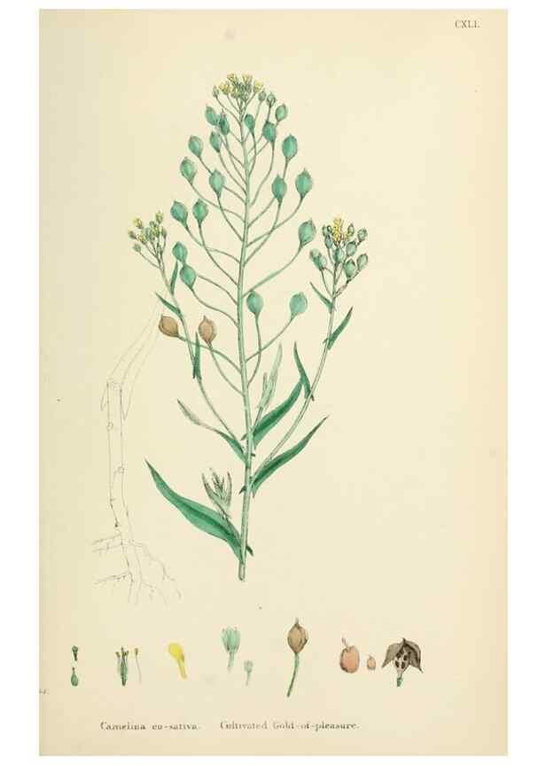 Reproducción/Reproduction 48717353342: English botany, or, Coloured figures of British plants /. London :R. Hardwicke,1863-1886.. 
