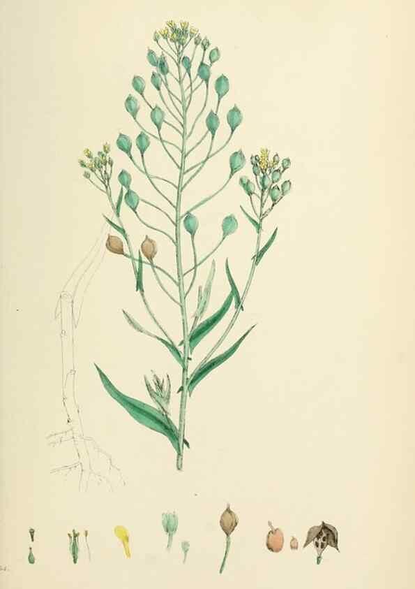 Reproducción/Reproduction 48717353342: English botany, or, Coloured figures of British plants /. London :R. Hardwicke,1863-1886.. 