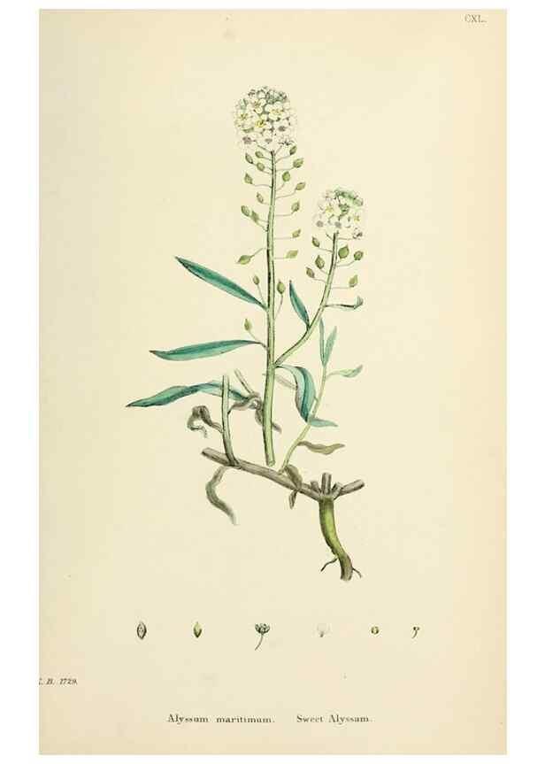 Reproducción/Reproduction 48716846068: English botany, or, Coloured figures of British plants /. London :R. Hardwicke,1863-1886.. 