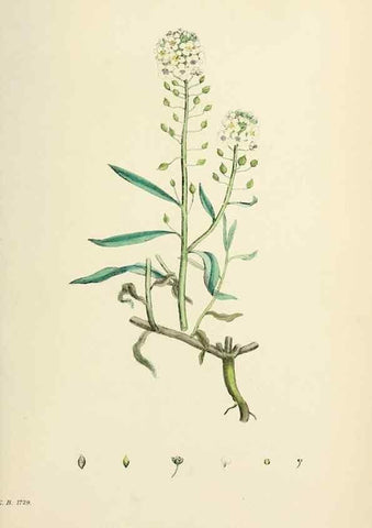 Reproducción/Reproduction 48716846068: English botany, or, Coloured figures of British plants /. London :R. Hardwicke,1863-1886.. 
