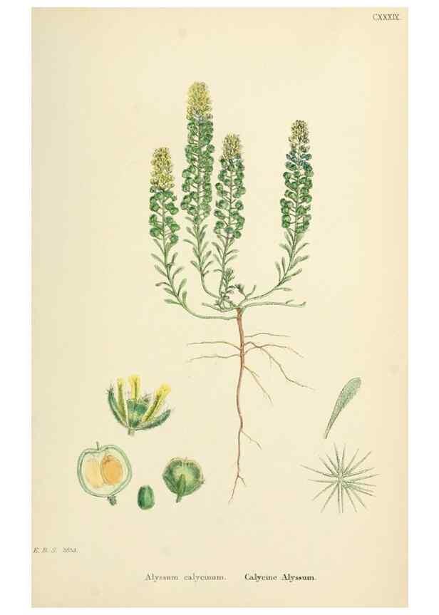 Reproducción/Reproduction 48716845633: English botany, or, Coloured figures of British plants /. London :R. Hardwicke,1863-1886.. 