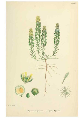 Reproducción/Reproduction 48716845633: English botany, or, Coloured figures of British plants /. London :R. Hardwicke,1863-1886.. 