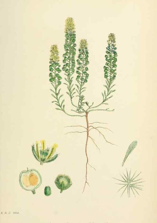 Reproducción/Reproduction 48716845633: English botany, or, Coloured figures of British plants /. London :R. Hardwicke,1863-1886.. 