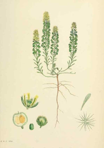 Reproducción/Reproduction 48716845633: English botany, or, Coloured figures of British plants /. London :R. Hardwicke,1863-1886.. 