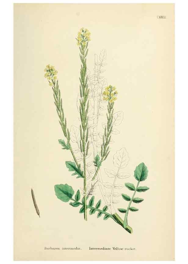 Reproducción/Reproduction 48717347617: English botany, or, Coloured figures of British plants /. London :R. Hardwicke,1863-1886.. 