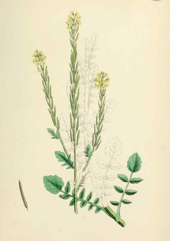 Reproducción/Reproduction 48717347617: English botany, or, Coloured figures of British plants /. London :R. Hardwicke,1863-1886.. 