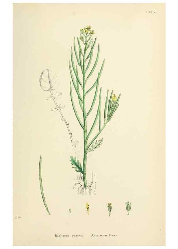 Reproducción/Reproduction 48717176601: English botany, or, Coloured figures of British plants /. London :R. Hardwicke,1863-1886.. 
