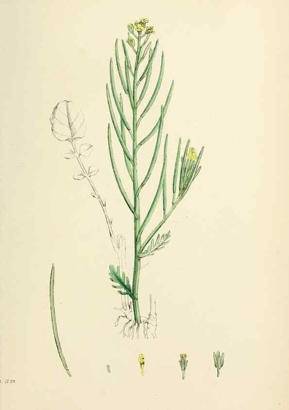 Reproducción/Reproduction 48717176601: English botany, or, Coloured figures of British plants /. London :R. Hardwicke,1863-1886.. 