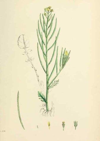 Reproducción/Reproduction 48717176601: English botany, or, Coloured figures of British plants /. London :R. Hardwicke,1863-1886.. 