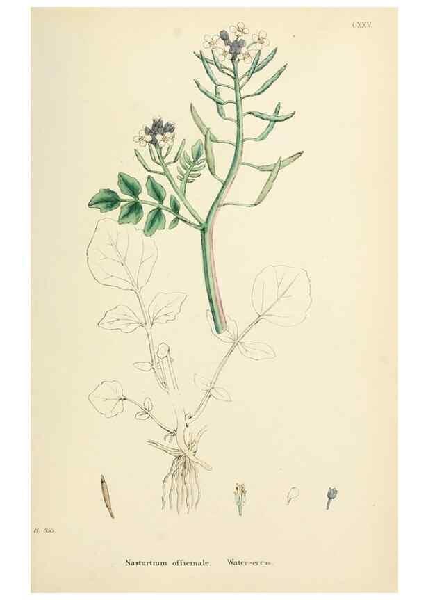 Reproducción/Reproduction 48717176981: English botany, or, Coloured figures of British plants /. London :R. Hardwicke,1863-1886.. 