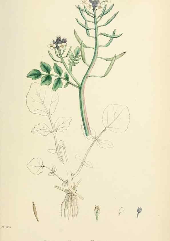 Reproducción/Reproduction 48717176981: English botany, or, Coloured figures of British plants /. London :R. Hardwicke,1863-1886.. 