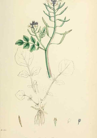Reproducción/Reproduction 48717176981: English botany, or, Coloured figures of British plants /. London :R. Hardwicke,1863-1886.. 