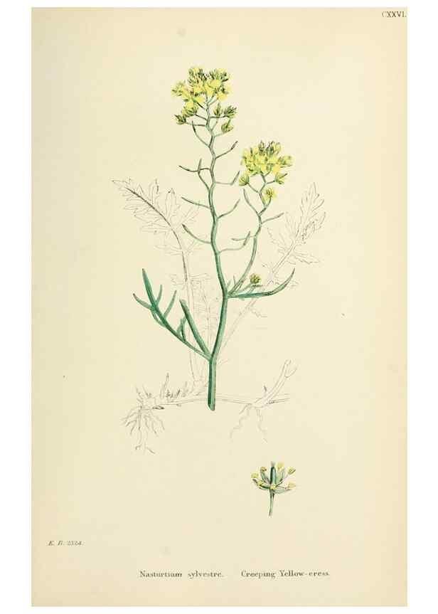 Reproducción/Reproduction 48716841718: English botany, or, Coloured figures of British plants /. London :R. Hardwicke,1863-1886.. 
