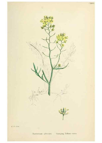 Reproducción/Reproduction 48716841718: English botany, or, Coloured figures of British plants /. London :R. Hardwicke,1863-1886.. 