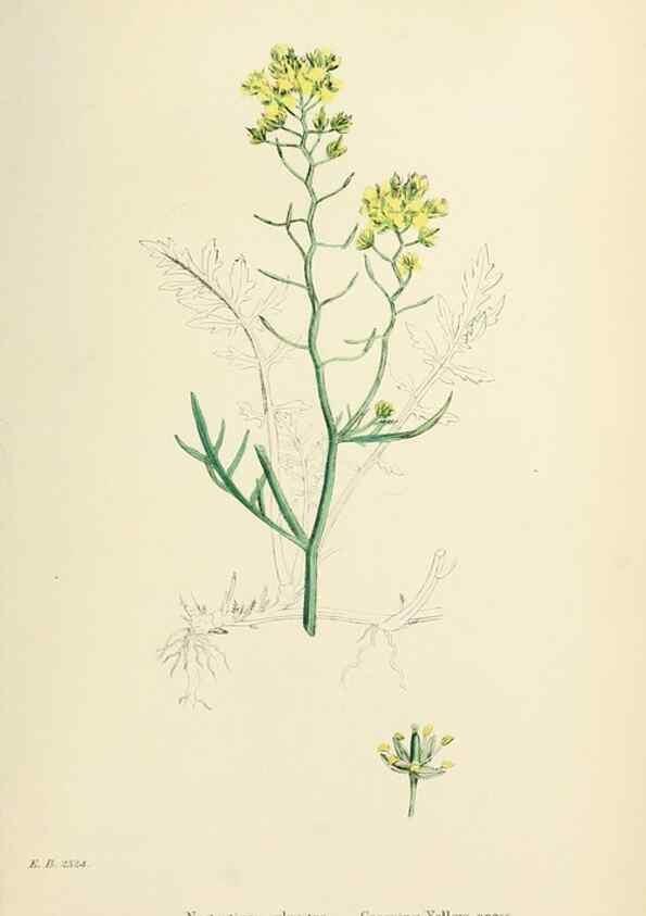 Reproducción/Reproduction 48716841718: English botany, or, Coloured figures of British plants /. London :R. Hardwicke,1863-1886.. 