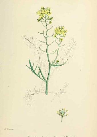 Reproducción/Reproduction 48716841718: English botany, or, Coloured figures of British plants /. London :R. Hardwicke,1863-1886.. 