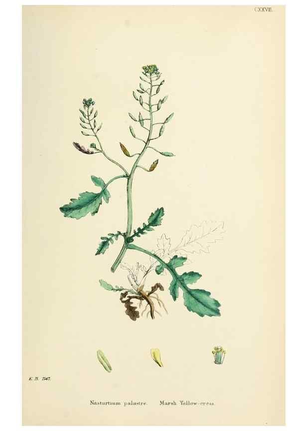 Reproducción/Reproduction 48716842188: English botany, or, Coloured figures of British plants /. London :R. Hardwicke,1863-1886.. 
