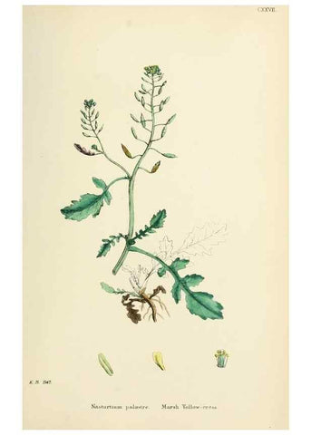 Reproducción/Reproduction 48716842188: English botany, or, Coloured figures of British plants /. London :R. Hardwicke,1863-1886.. 