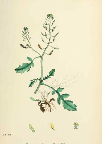 Reproducción/Reproduction 48716842188: English botany, or, Coloured figures of British plants /. London :R. Hardwicke,1863-1886.. 