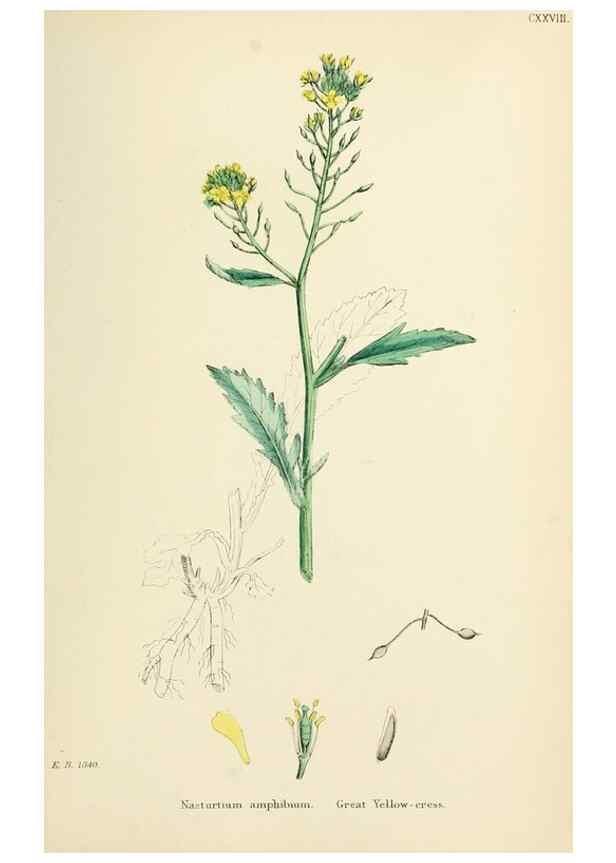 Reproducción/Reproduction 48716842418: English botany, or, Coloured figures of British plants /. London :R. Hardwicke,1863-1886.. 