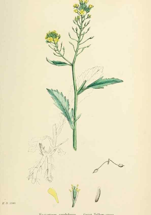 Reproducción/Reproduction 48716842418: English botany, or, Coloured figures of British plants /. London :R. Hardwicke,1863-1886.. 