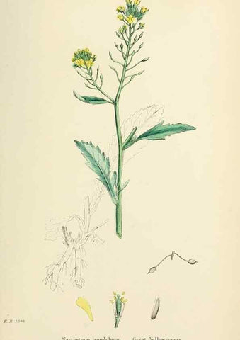 Reproducción/Reproduction 48716842418: English botany, or, Coloured figures of British plants /. London :R. Hardwicke,1863-1886.. 