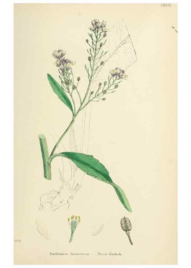 Reproducción/Reproduction 48717178356: English botany, or, Coloured figures of British plants /. London :R. Hardwicke,1863-1886.. 