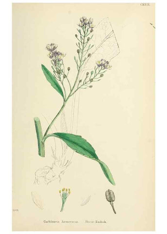 Reproducción/Reproduction 48717178356: English botany, or, Coloured figures of British plants /. London :R. Hardwicke,1863-1886.. 