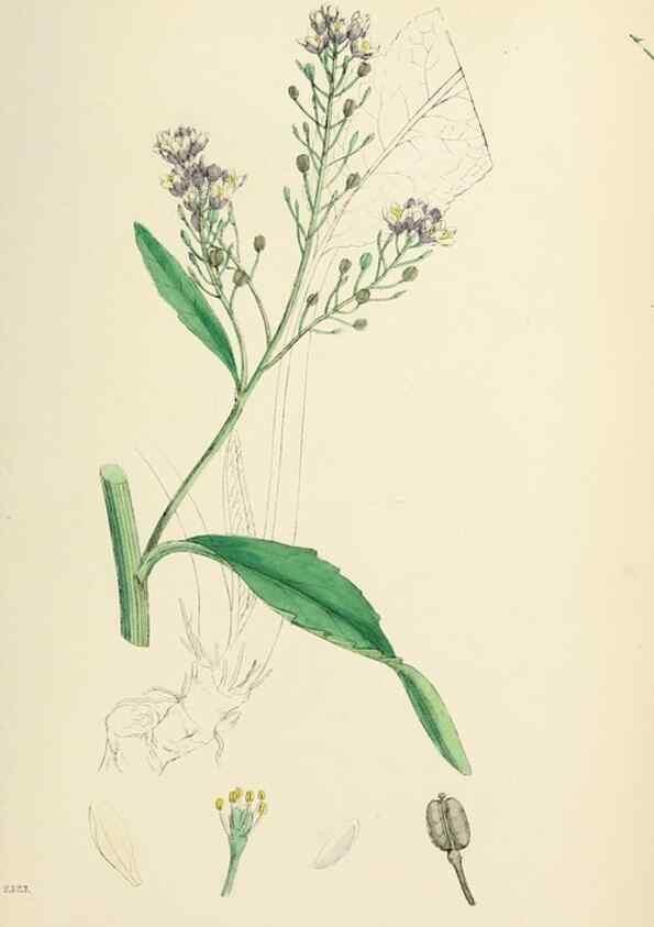Reproducción/Reproduction 48717178356: English botany, or, Coloured figures of British plants /. London :R. Hardwicke,1863-1886.. 