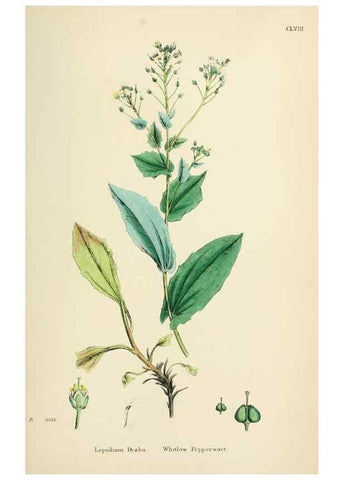Reproducción/Reproduction 48717188416: English botany, or, Coloured figures of British plants /. London :R. Hardwicke,1863-1886.. 